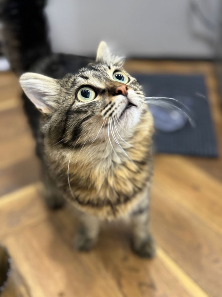 Отдадим котенка в добрые руки
