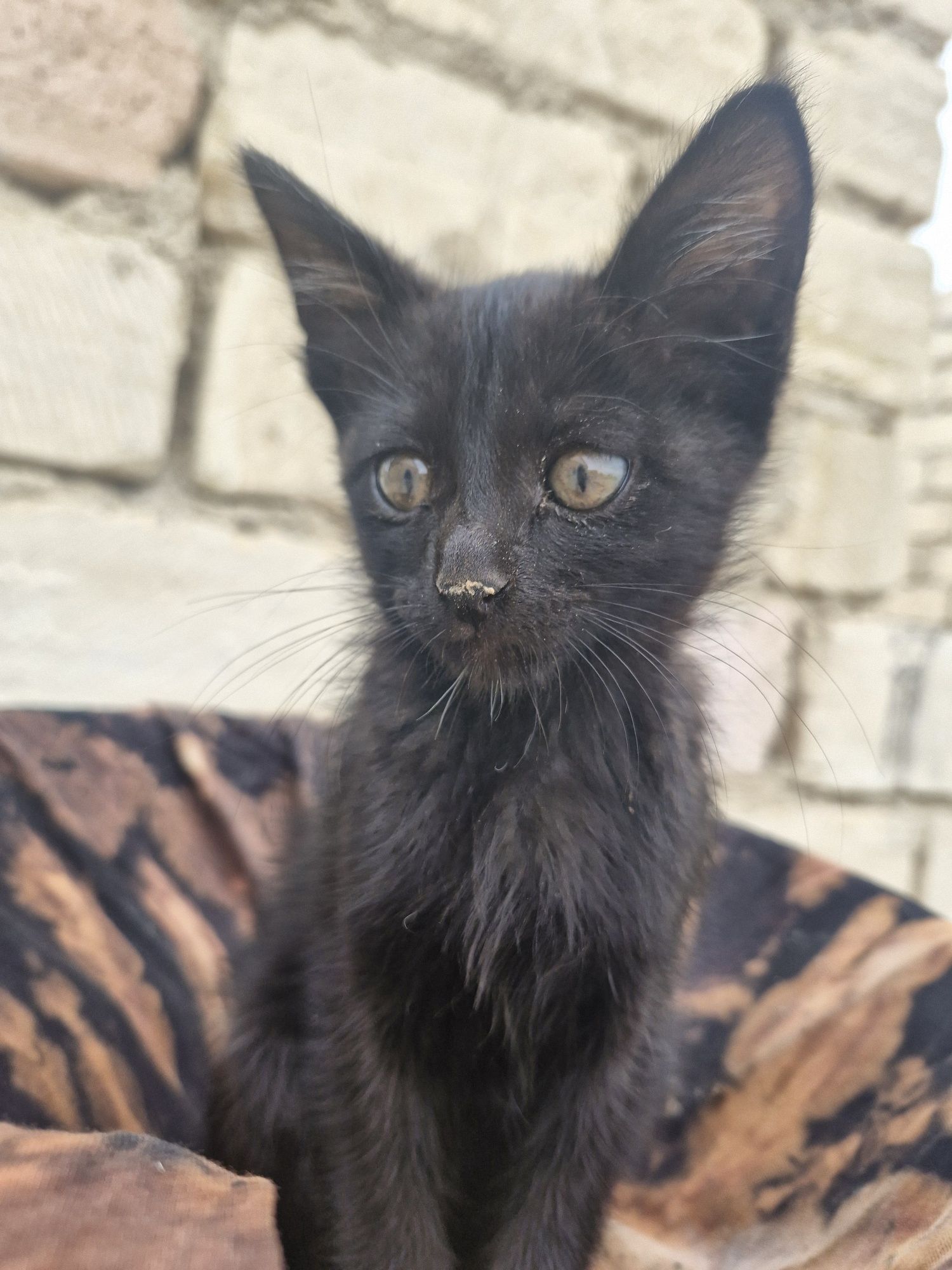 Бомбейский котёнок