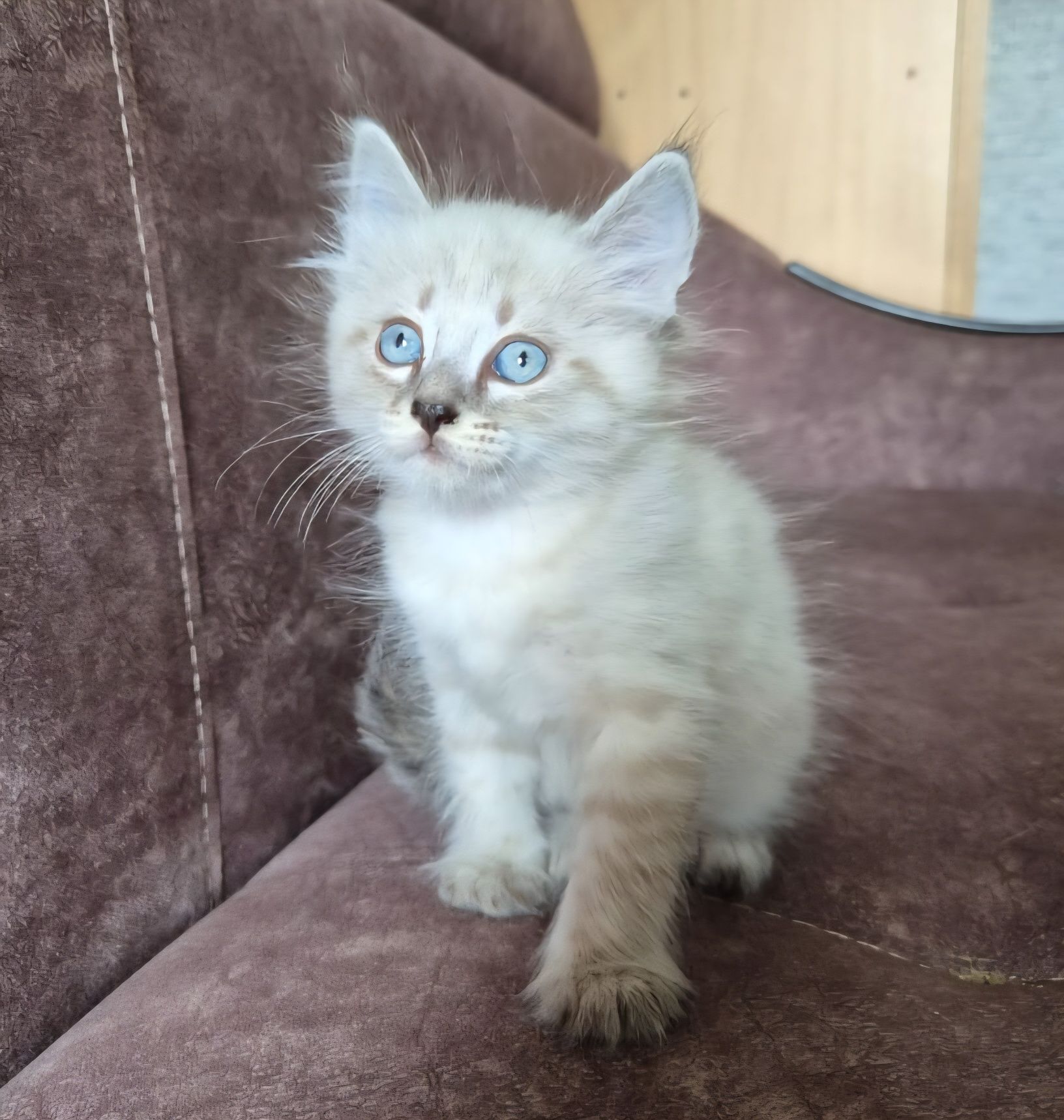 Отдам котёнка,мальчика в добрые руки.