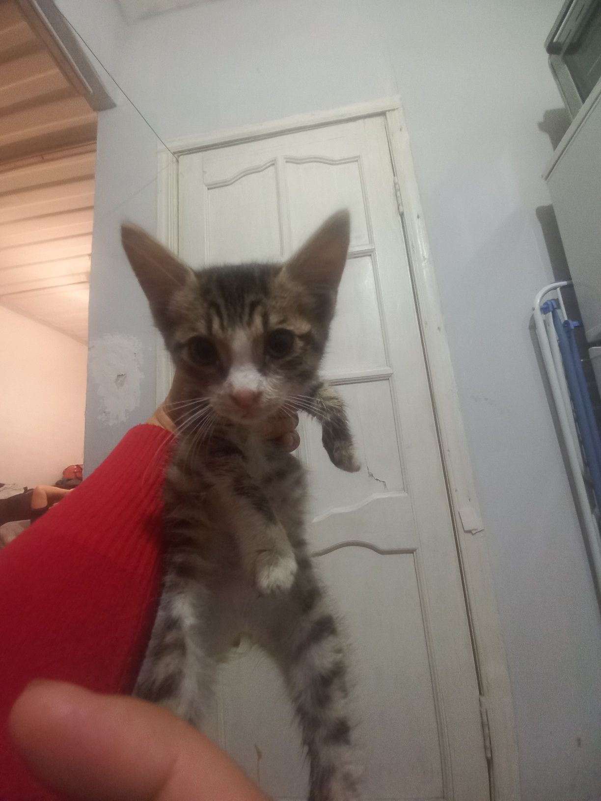 Отдам в хорошие руки котенка