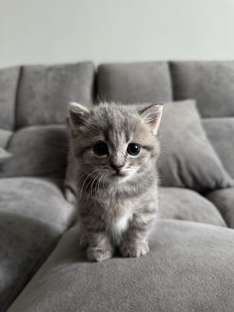 Отдадим кошечку