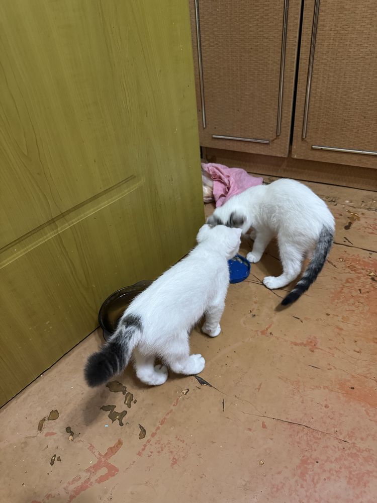 Котята шотландцы в добрые руки !