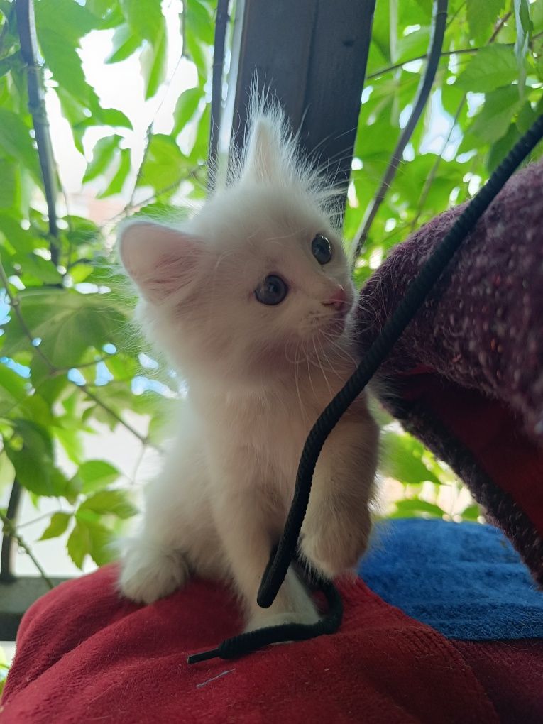 Отдам котенка девочка