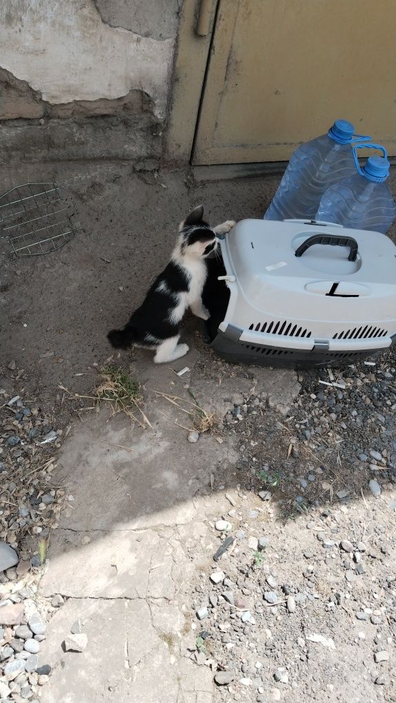 Котенок мальчик 2месяца
