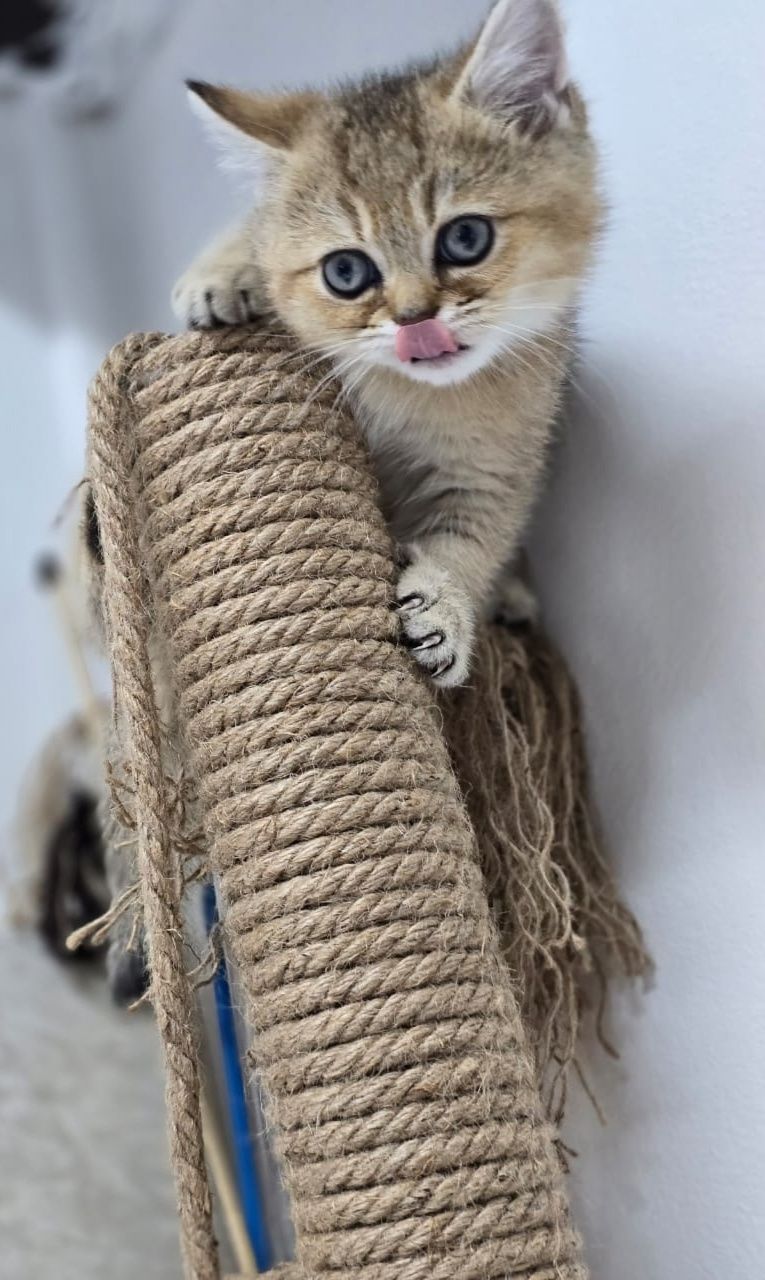 КоТик и коШечкА брИтаНскИе ТиГрЯши