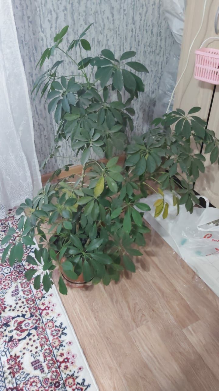 Продам шефлеру,ей 5 лет