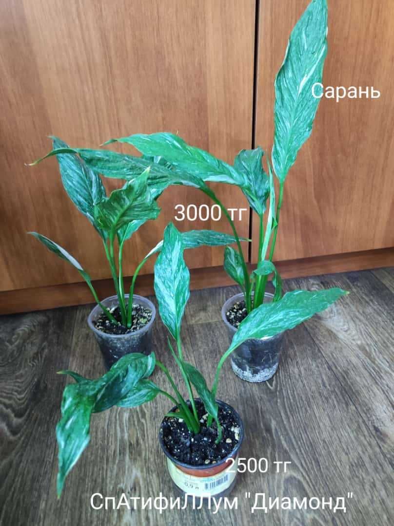 Спастифиллум разный
