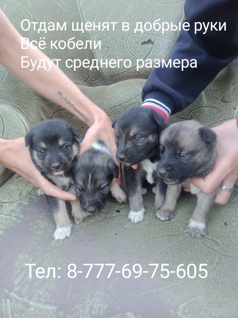 Щенки в добрые руки