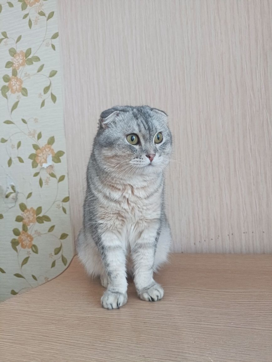 Бакс ищет свою семью!