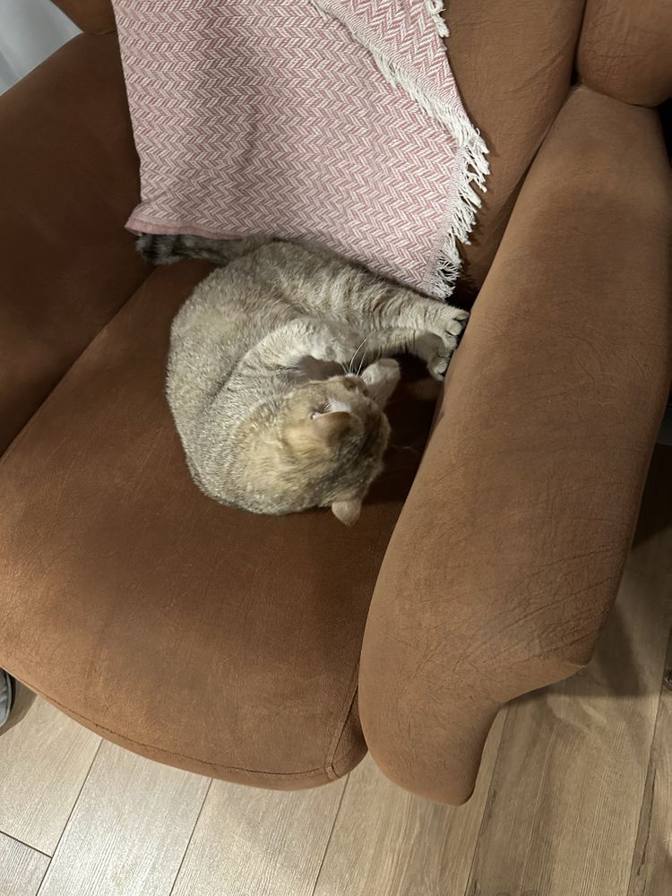 Котик Шиншилла Мальчик