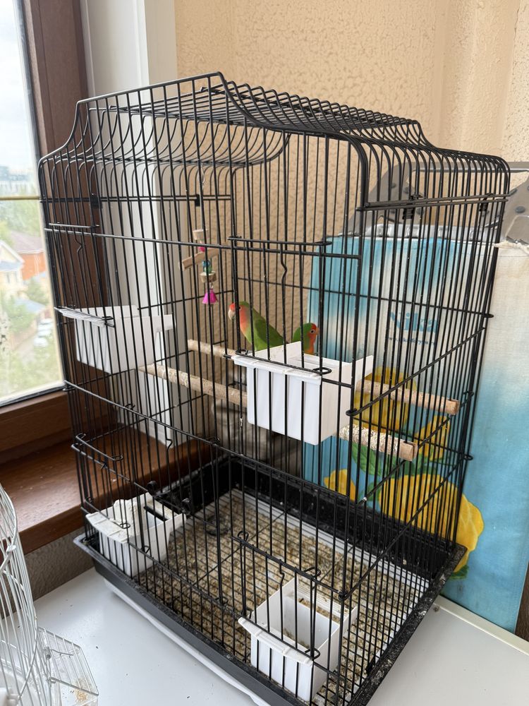 Попугай + клетка