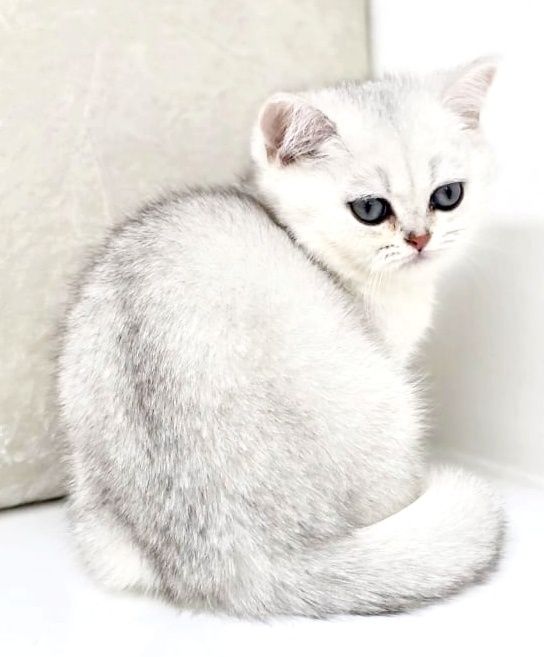 кОтЯта БриТанСкиЕ