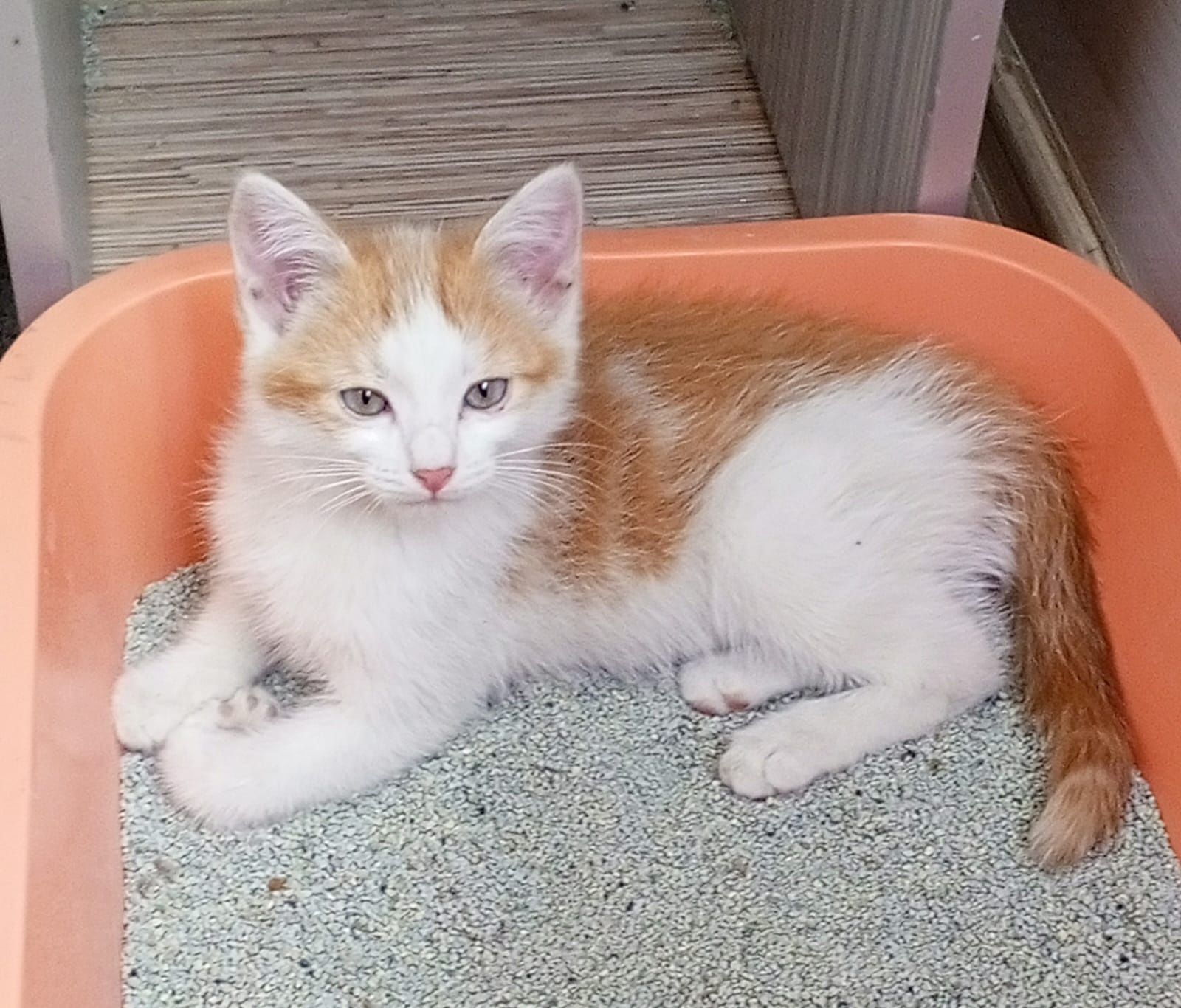Отдам котёнка в добрые руки