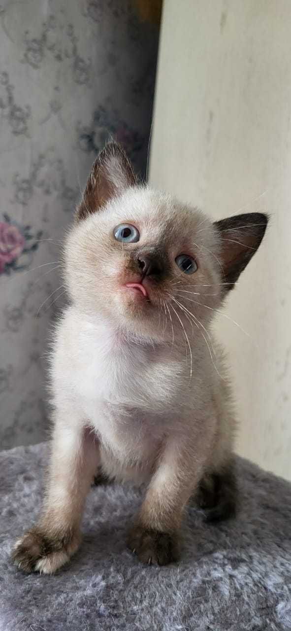 Котенок ищет дом.