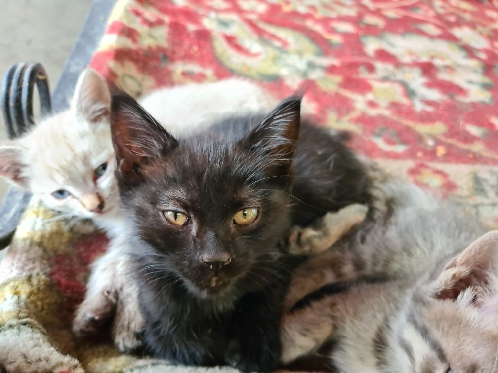 Котята в добрые руки 1 месяц от роду