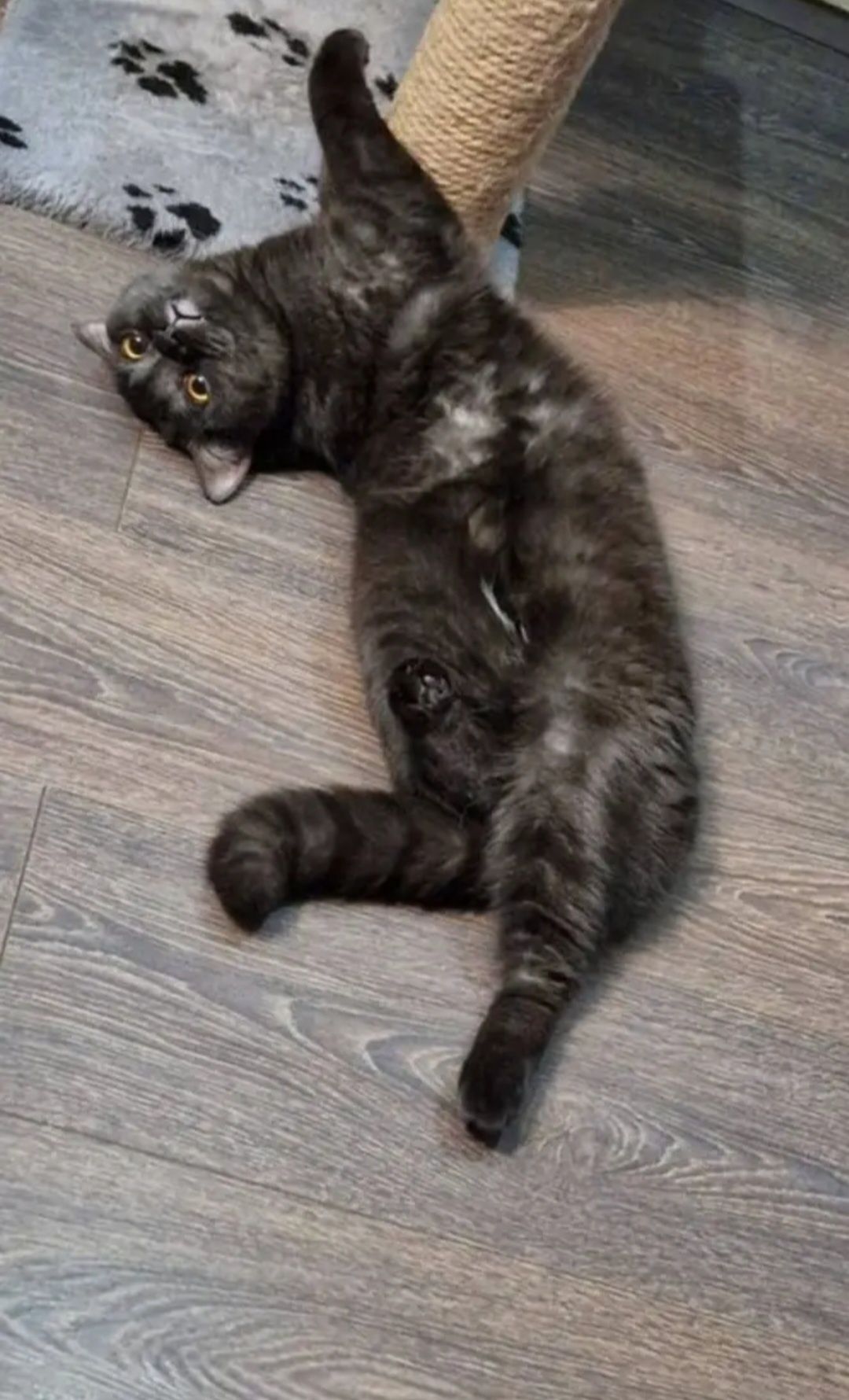 Котята Британские
