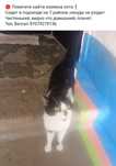 Котятам  нужен дом