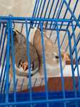 Продам двух амадинов