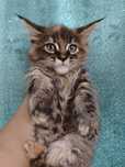 Котята Мейн Кун крупные