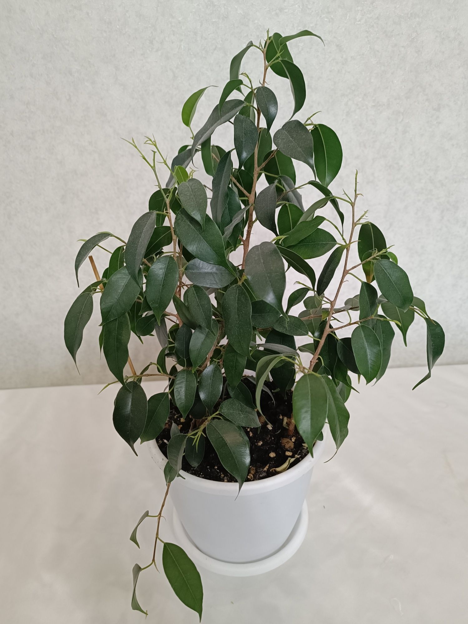 Продам фикусы, разных сотров