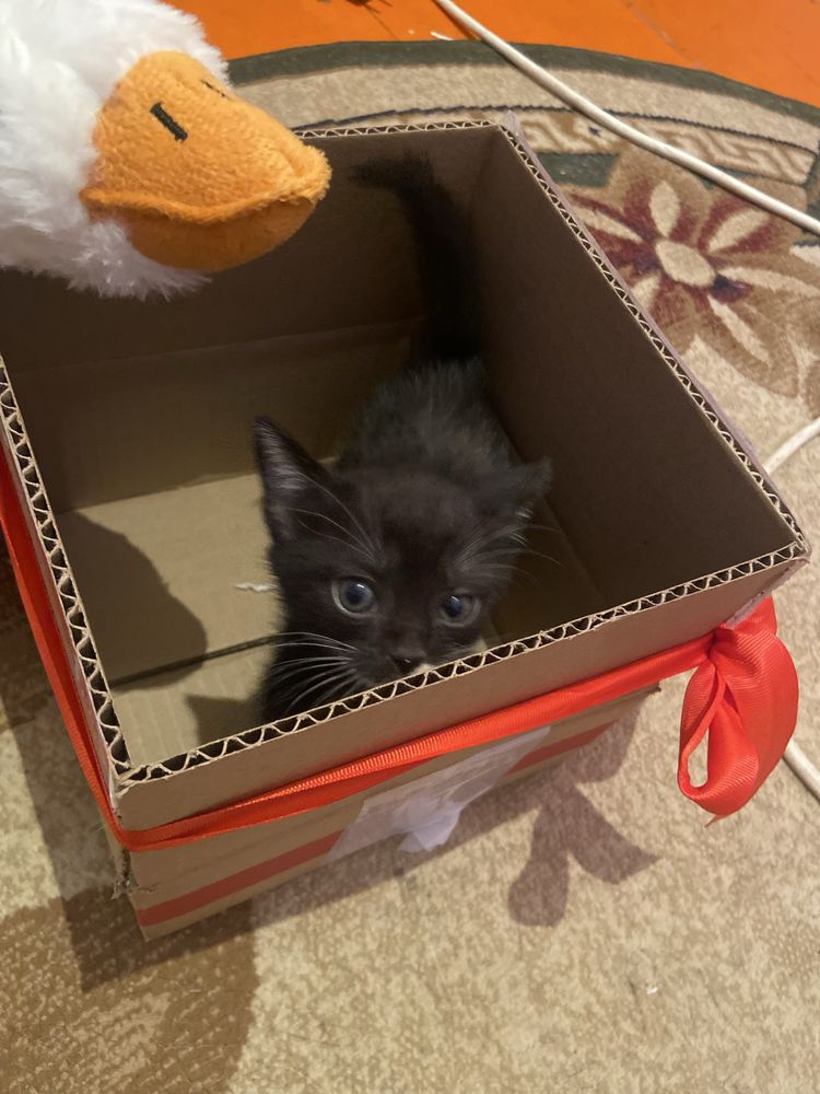 Котята мальчики срочно