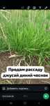 Продам рассаду джусай дикий чеснок
