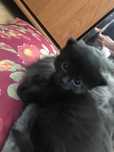 отдам двух котят и кошку за бесплатно в хорошие руки