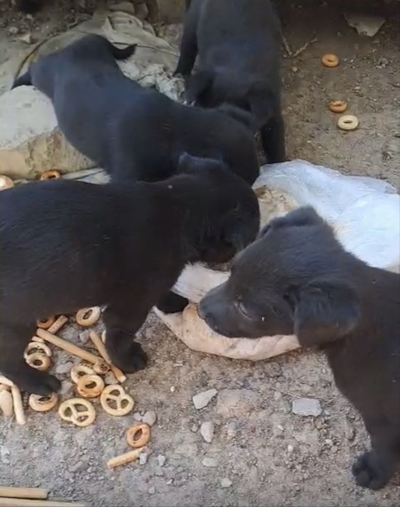 Малыши в добрые руки