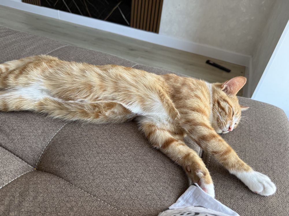 Ищем кота на вязку