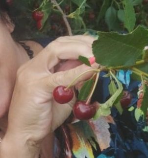 Продам вишню, садовая со своей дачи