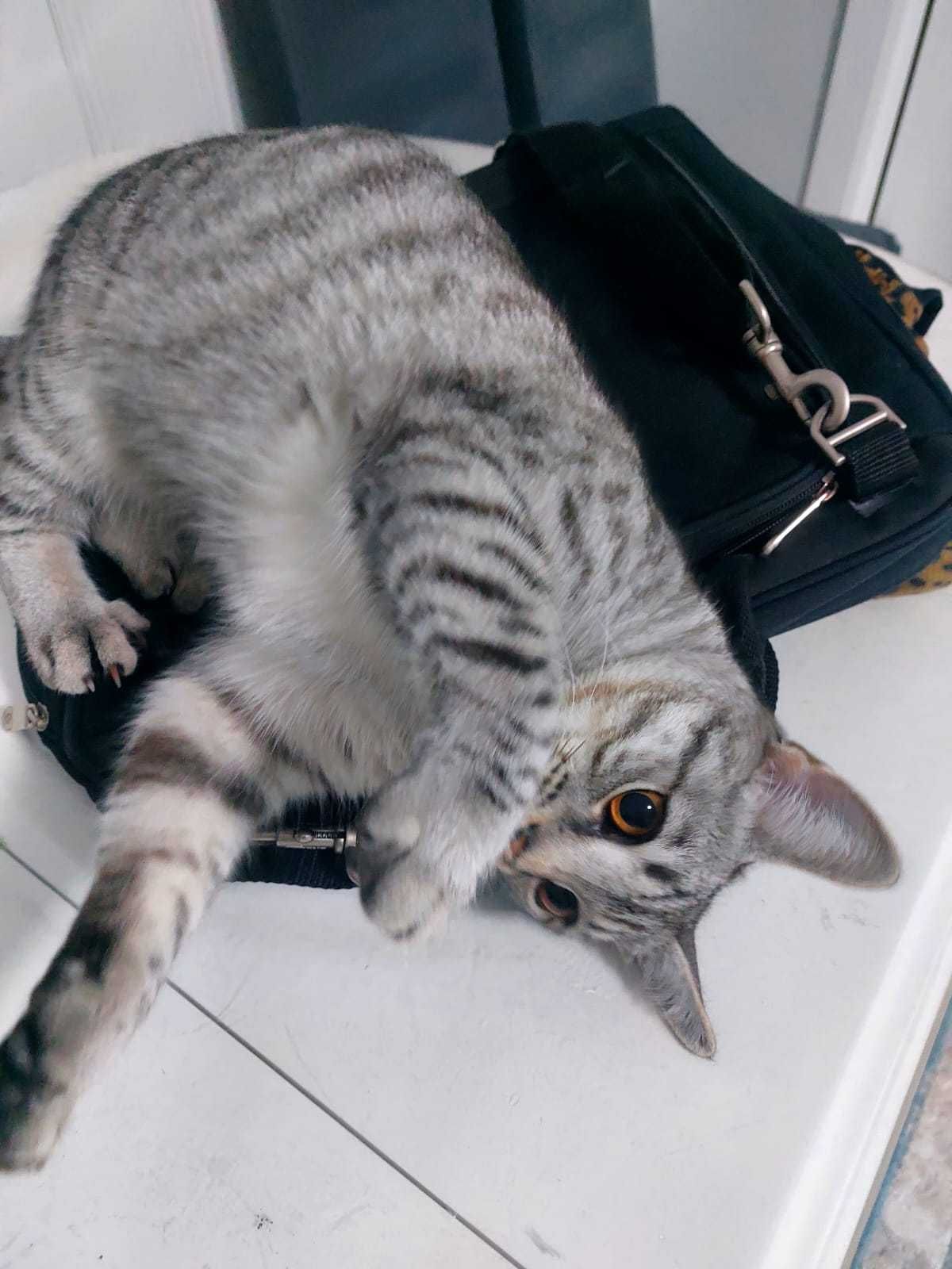 Шотландский котенок