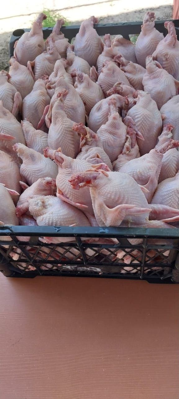 Бодене ет . Перепелинное мяса