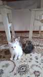 отдам даром котят