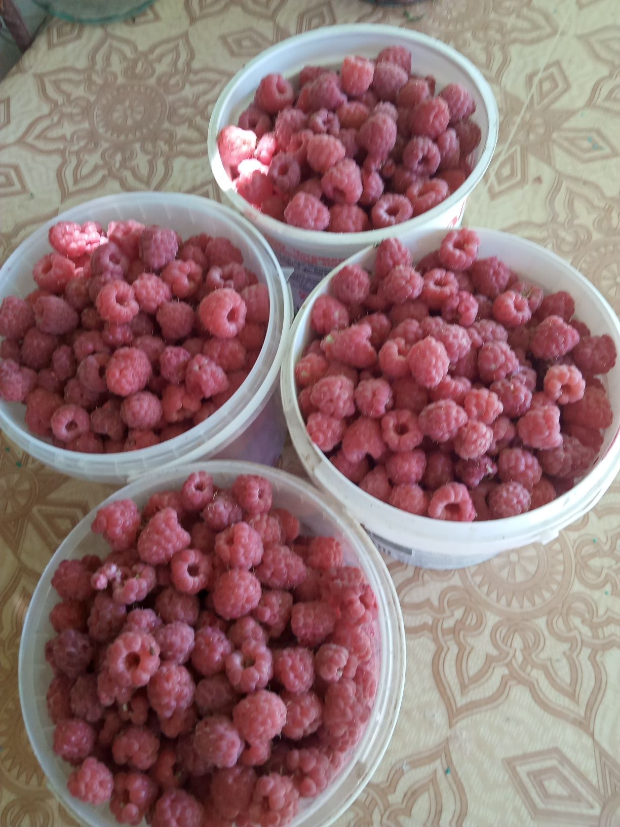 Продам дачные яблоки.5 литровое 1200