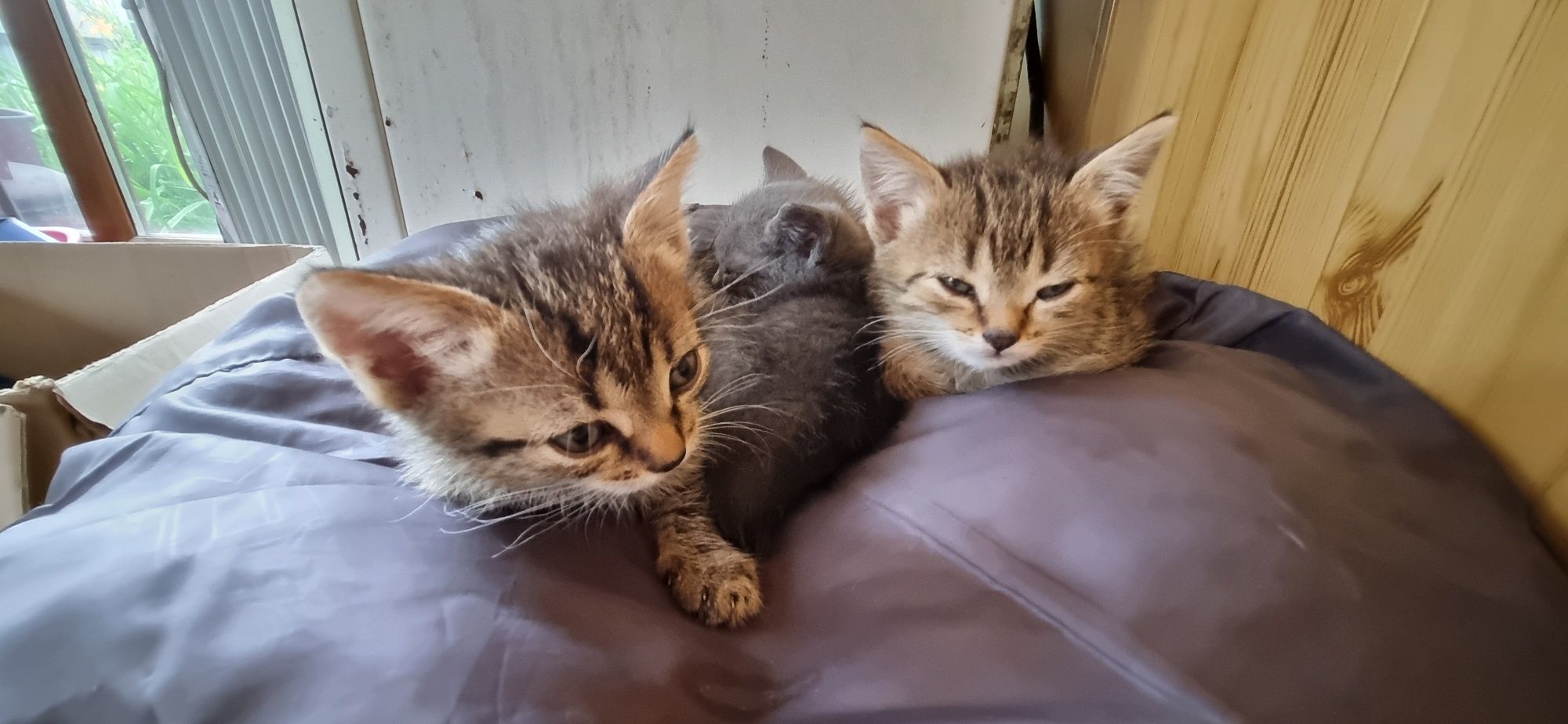 Отдам котят бесплатно