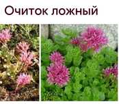 Очиток  недорого