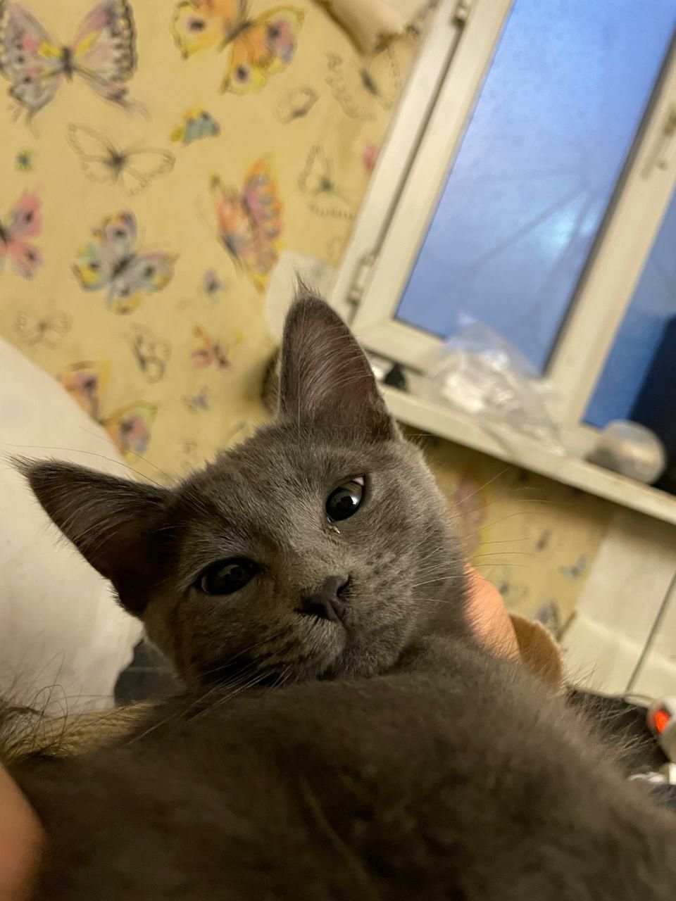 Котик ищет любящую семью