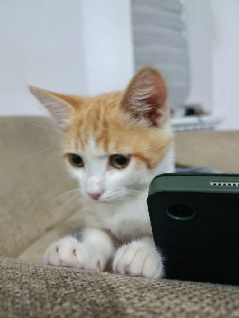 Кот  в добрые руки