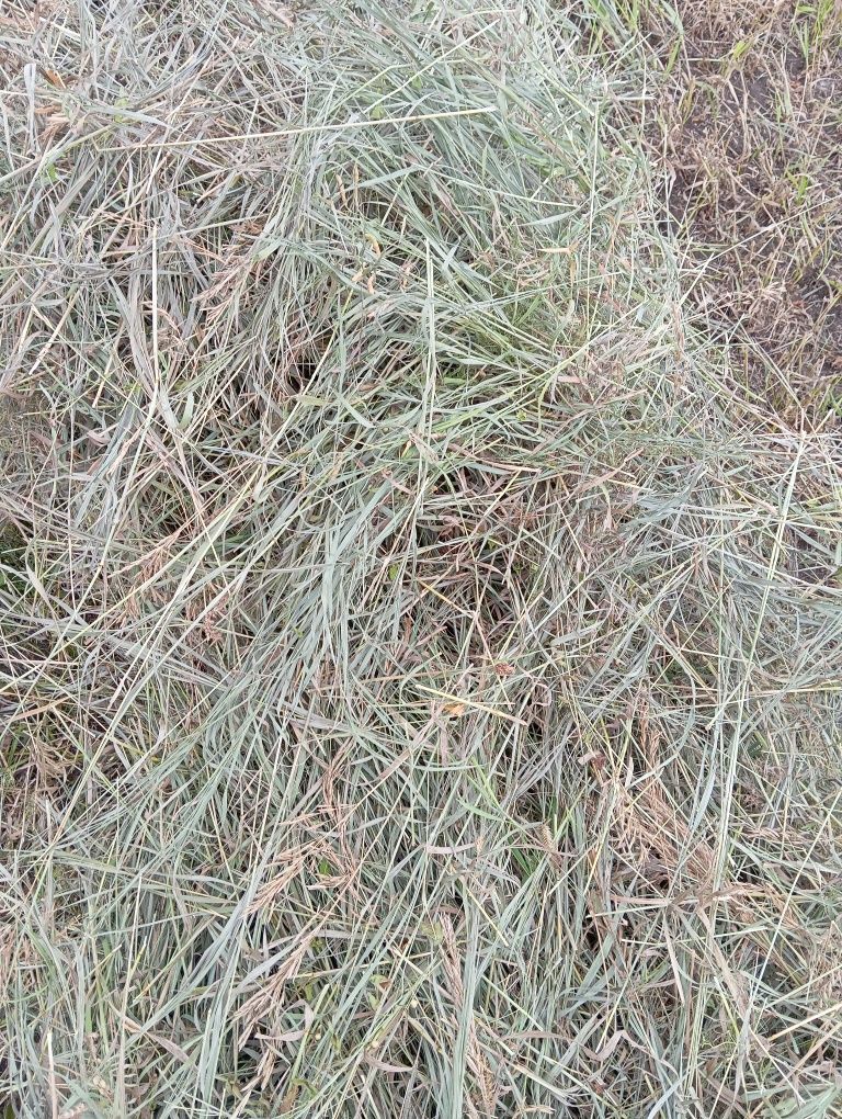 Продам сено  хорошего качества