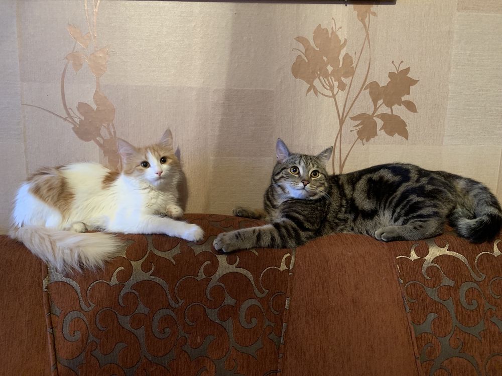 Отдадим котят в хорошие,добрые руки