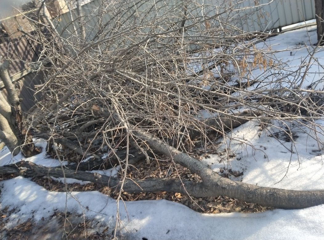 Дрова, отын тегін