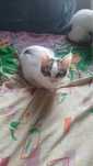 котенок в добрые руки!