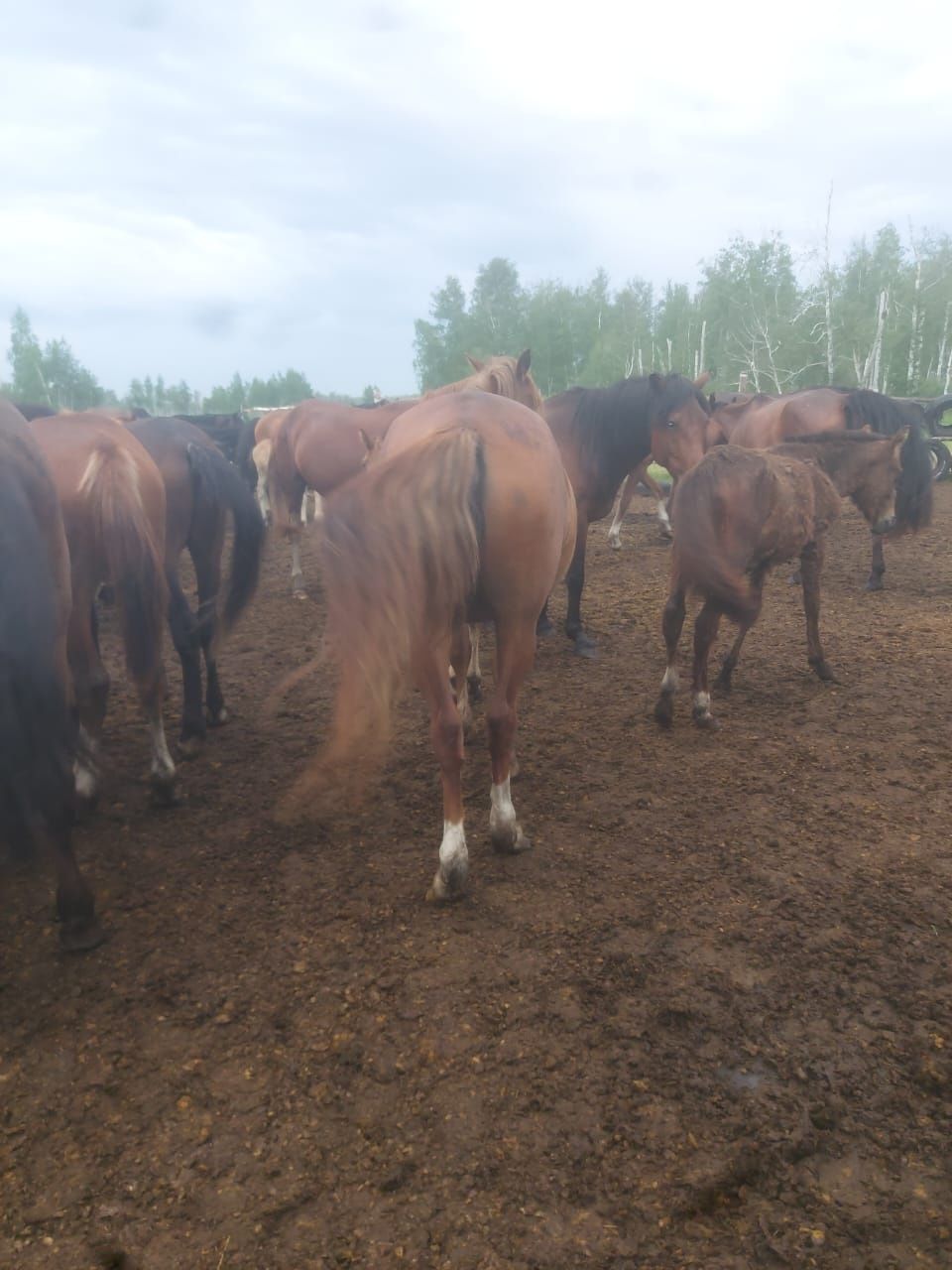 Продам жеребую кобылу