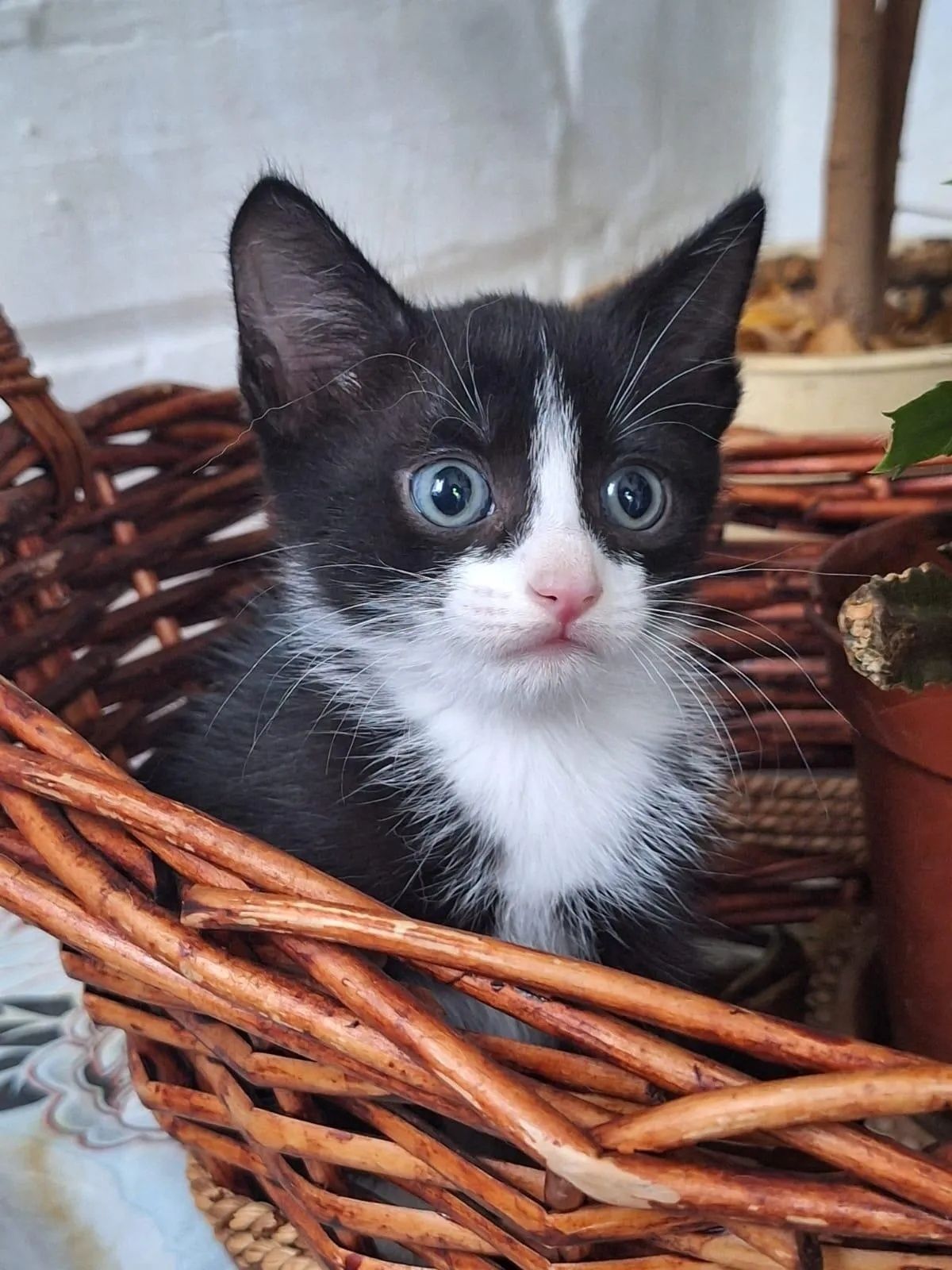 Отдам шикарного котика