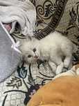 Котенок новорожденный