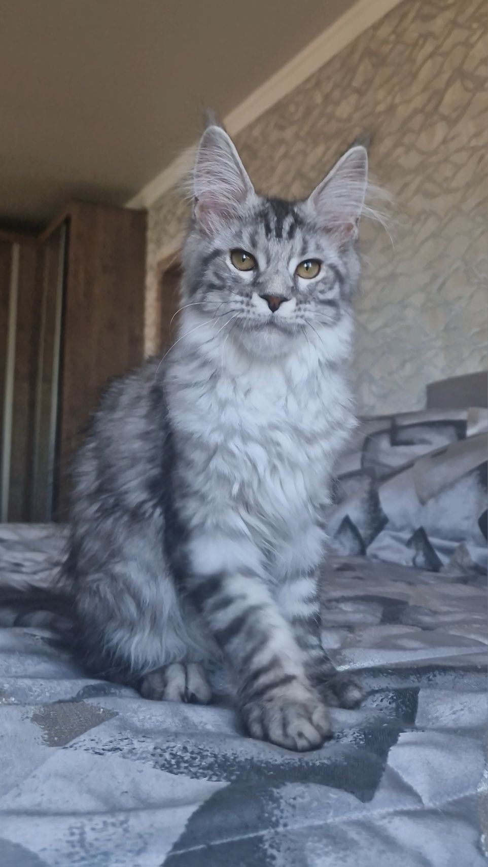 Мейн-кун  котята