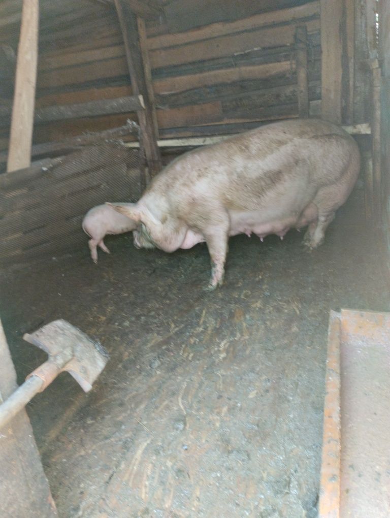 Продам свиноматку