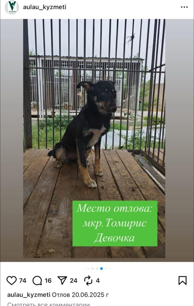 Собачки ждут любящих хозяев