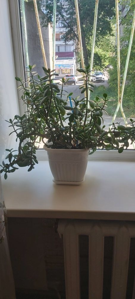 Толстянка или денежное дерево. Неприхотливое комнотное растение.