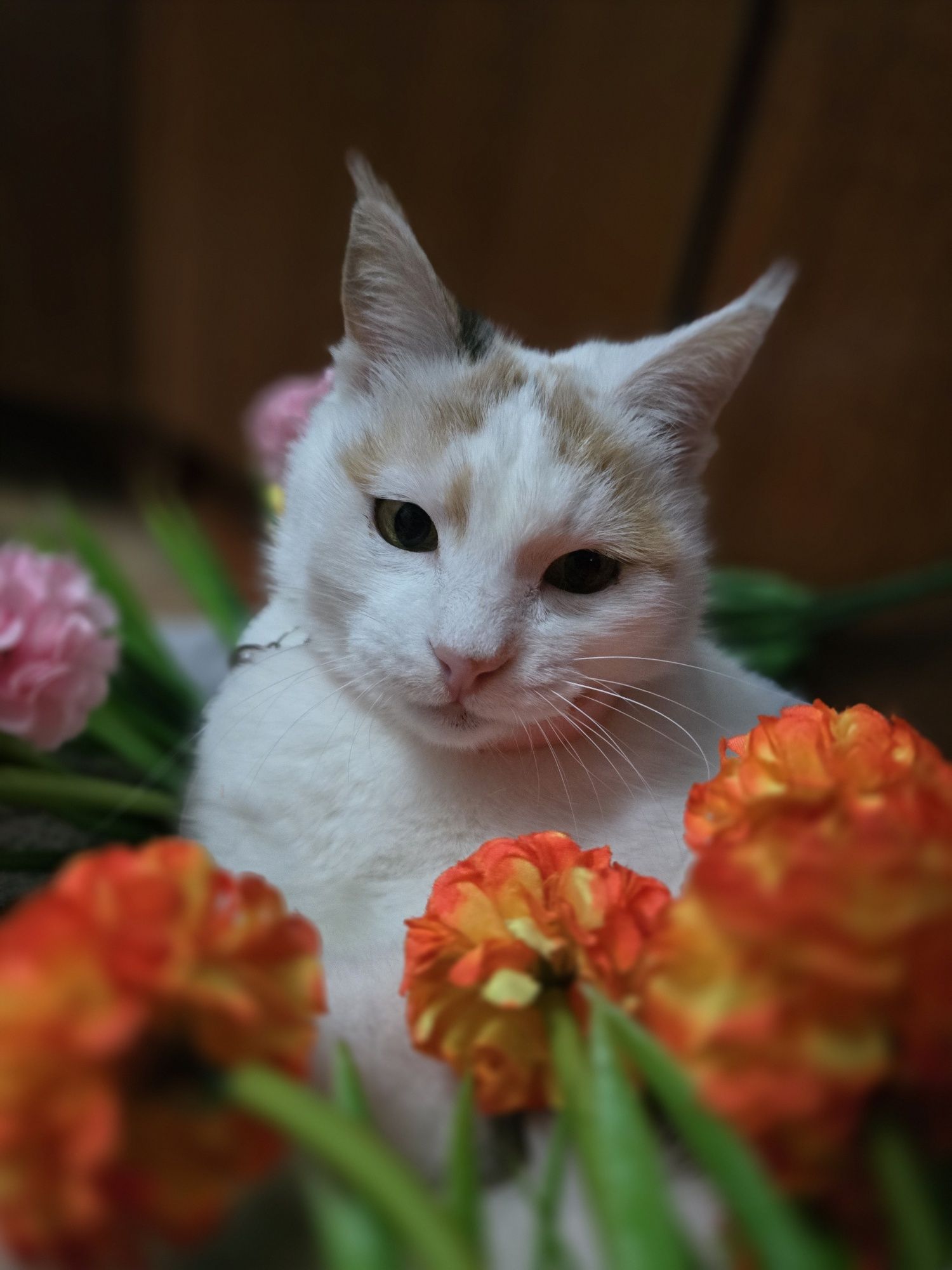 Необычная кошка Снежана